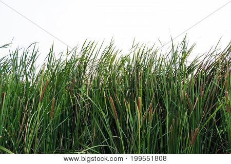 Cattail And Reeds.