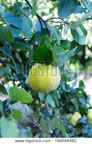 Quince. Branches with fruits of quince. Selectiv focus.