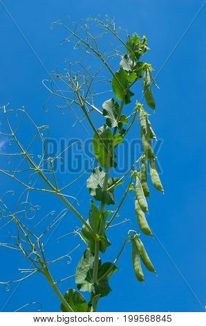 Peas plant with ripe green pods, raw in field, organic farming, closeup, blue sky background