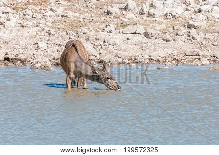 A greater kudu cow Tragelaphus strepsiceros drinking water in a waterhole in Northern Namibia