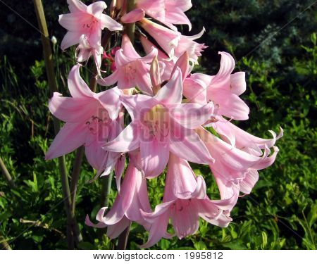Pink Ladies