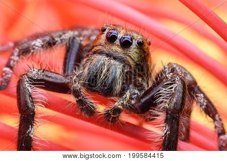 Super macro male Hyllus diardi or Jumping spider hiding in red Ixora flower