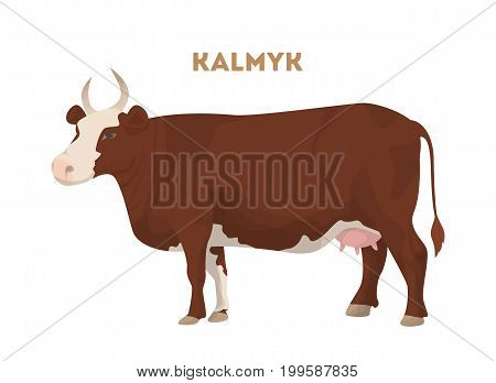 Isolated kalmyk cattle on white background. Farm animal.