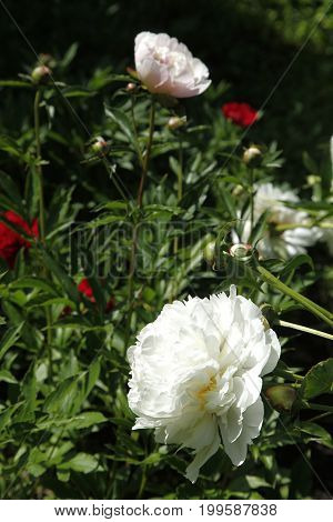 White And Red Peony Flowers In The Garden Close Up