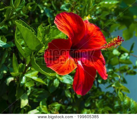 Hibiscus. Karkade. Hibiscus flower. Red hibiscus flower on a green background. In the tropical garden.