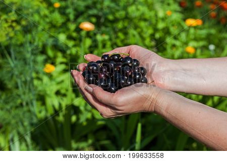 A handful of black currant. Hands stretch the currant. Fresh ripe black berries from a bed.