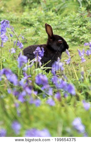 A Black Rabbit at beautiful Skomer Island