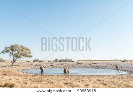 Three African elephants Loxodonta africana at a waterhole in Northern Namibia