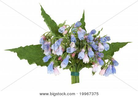 Comfrey Herb Flower Posy
