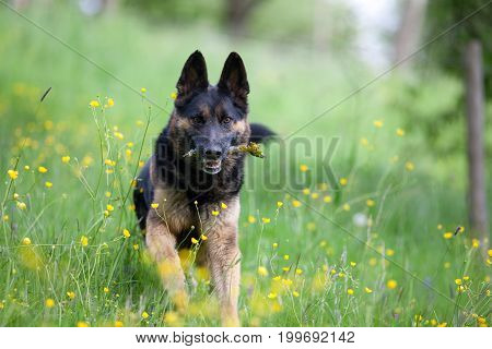 black dog purebred german shepherd play and apport branch in meadow