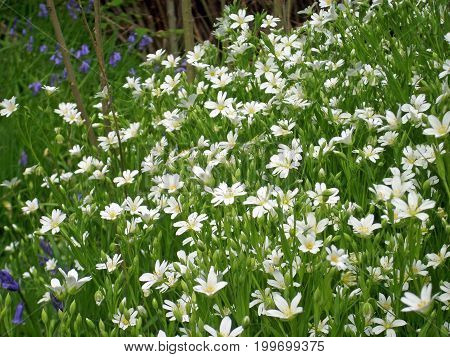 Greater Stitchwort Flowers