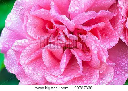 petals of a pink rose close up a macro in dew drops. water drops on a rose flower