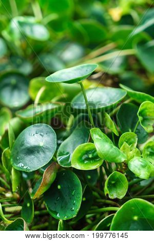 pilea peperomioides