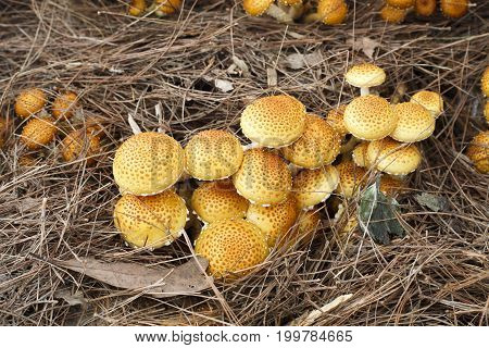 Shaggy Pholiota Mushrooms before harvest in farm