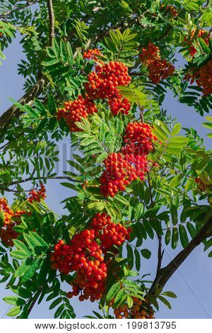 Ripening red bunches of mountain ash on a tree.