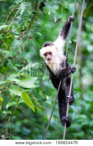 Primate Animal Hanging On Cable In Rainforest Of Honduras