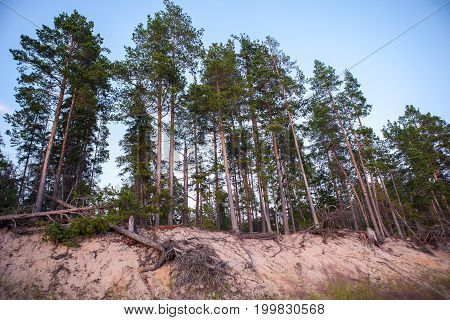 Group Of Tall Pine Trees On The Sea Coast