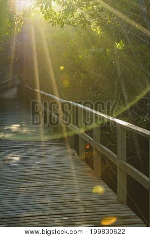 Raylights At Trail, Galapagos, Ecuador
