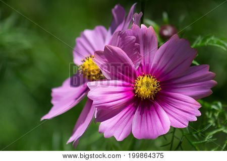 Two vibrant pink flowers in a lush green garden brightened by the sun.