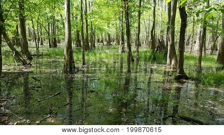 Forest after a bad rain looks like a swamp