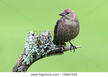 Uccello su un trespolo