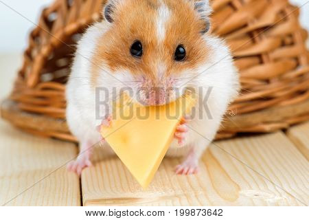 A hamster close-up eats cheese near its wooden house.