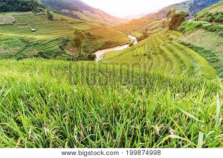 Rice fields on terraced of Mu Cang Chai YenBai Vietnam. Rice fields prepare the harvest at Northwest Vietnam