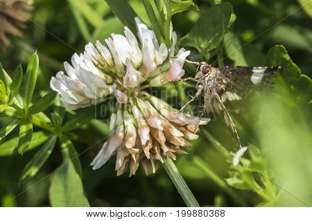 Four-spotted Moth (tyta Luctuosa)