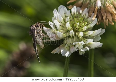 Four-spotted Moth (tyta Luctuosa)
