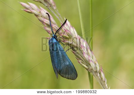 Green Forester (adscita Statices)