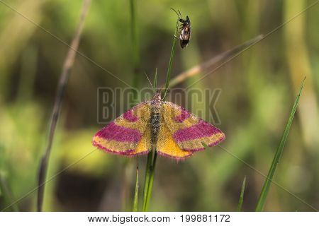 Purple-barred Yellow (lathria Cruentaria)