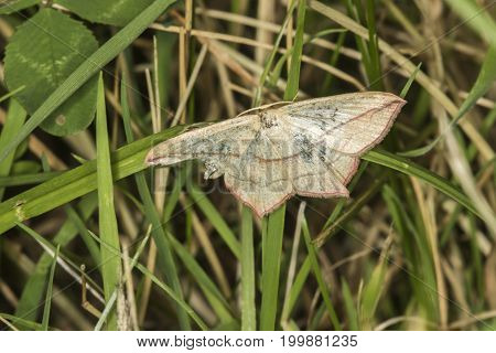 Lood Vein Moth (timandra Comae)