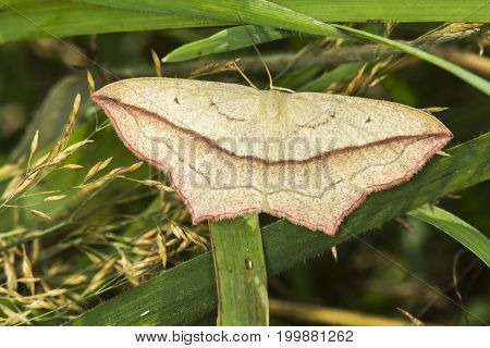 Lood Vein Moth (timandra Comae)