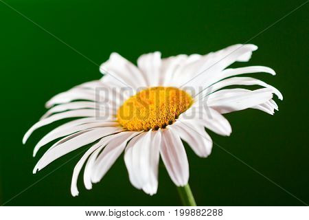 Camomile flower on a green background. Close up selective focus