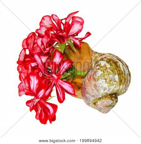 Bouquet Of Geranium Flower And Leaves  In An Old Shabby Shell Isolated Against A White Background