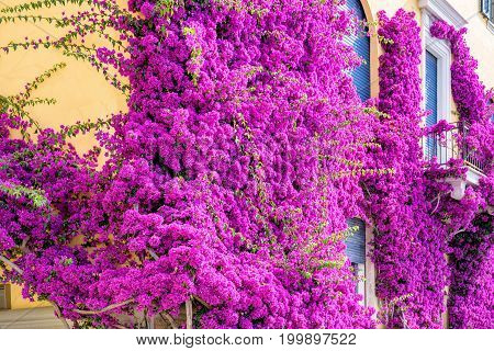 Beautiful bright purple flowers on a yellow building. Monterosso al Mare, Italy. Cinque Terre beauties.