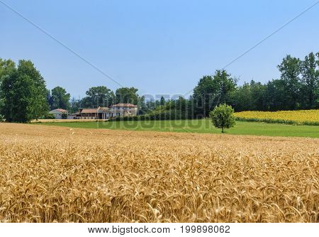 Rural landscape at summertime along the road from Castel San Giovanni to Ganaghello (Piacenza Emilia Romagna Italy) in the Tidone valley