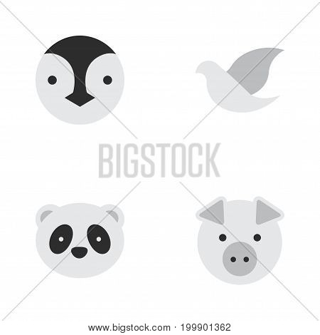 Elements Pigeon Vector Photo Free Trial Bigstock