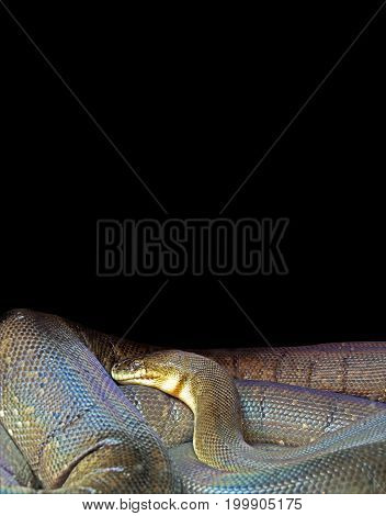 Macklot's Python Isolated on Black Background Clipping Path
