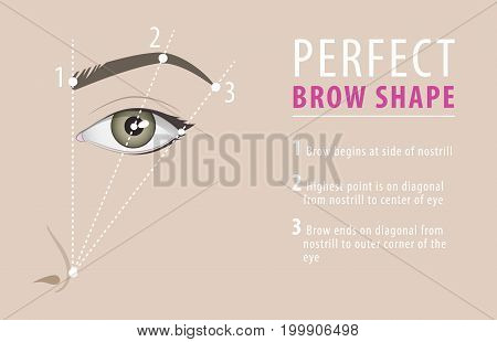 Perfect eyebrow shape tutorial. vector beauty template