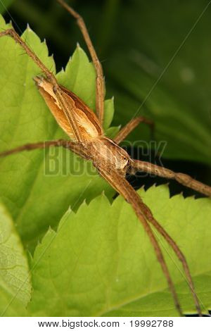 Przedszkola Web Spider (pisaura Mirabilis)