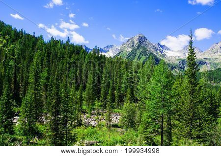 Spruce Forest On The Hillside Meadow In High Tatras Mountain Ridge