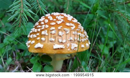 Poisonous mushroom Amanita.Fly agaric Amanita muscaria Two toadstools side by side in the grass Symbol of luck White dotted red mushrooms
