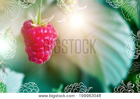 branch of ripe raspberries in a garden, banner.
