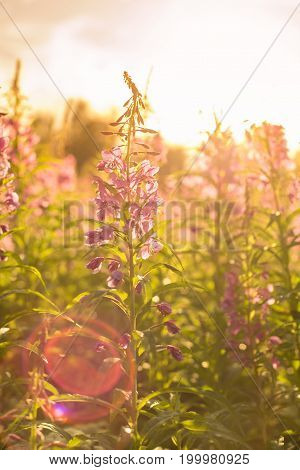 Willow Herb Ivan Tea In The Warm Summer Light.