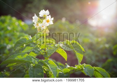 Potato Flowers Blooming In The Field.