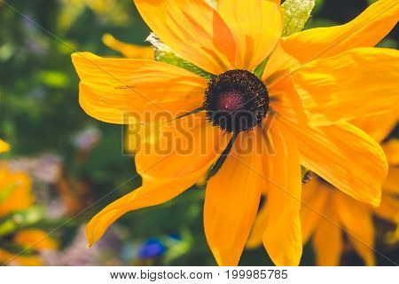 Yellow Rudbeckia with brown centers. Also called Coneflowers, Black-eyed-Susans, Leuchtender Sonnenhut.