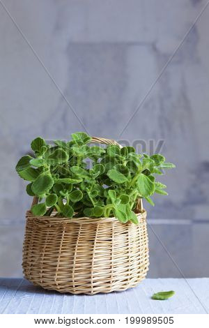 pot of cuban oregano in basket - spices and herbs