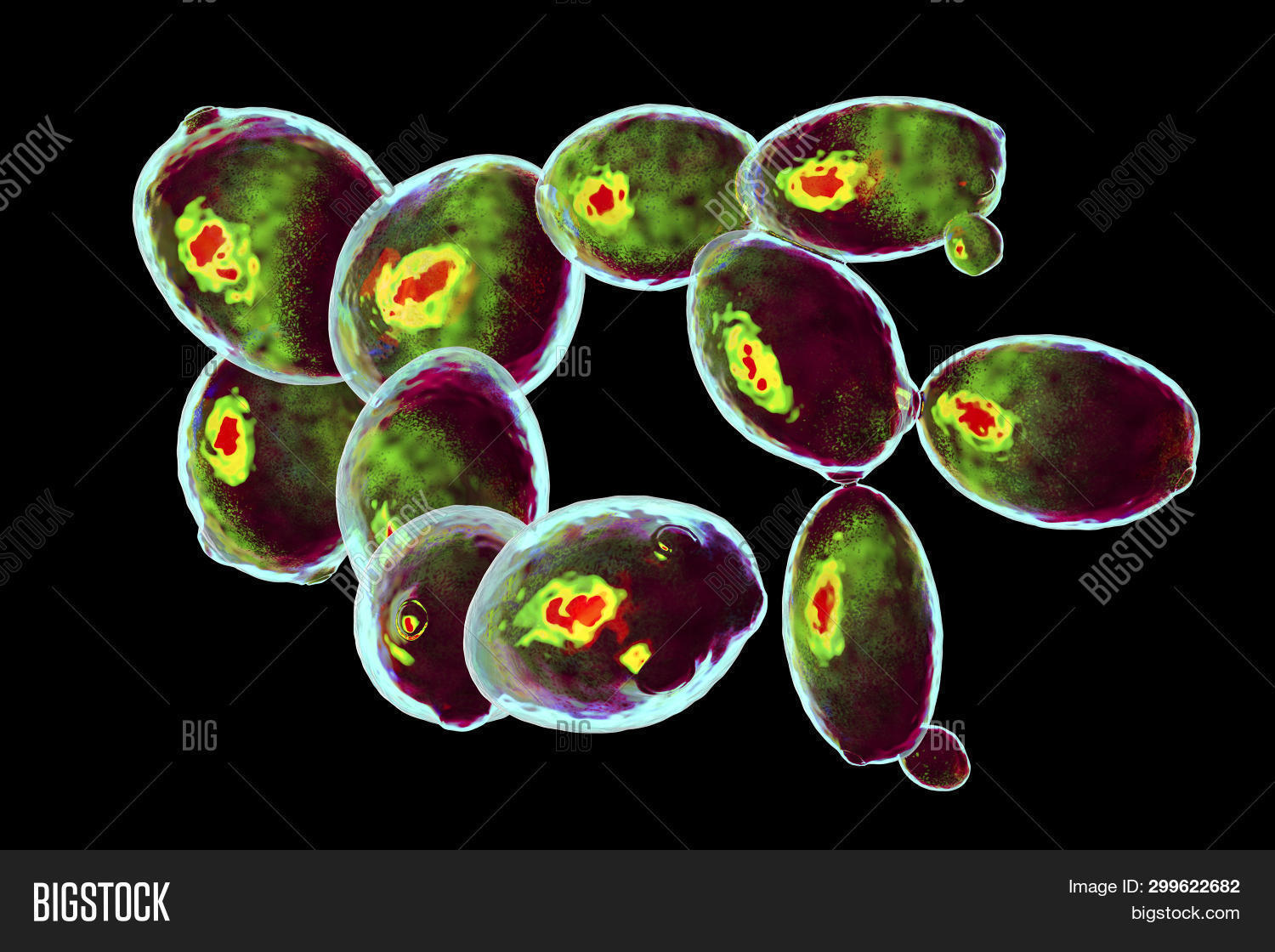 Saccharomyces Image & Photo (Free Trial) | Bigstock
