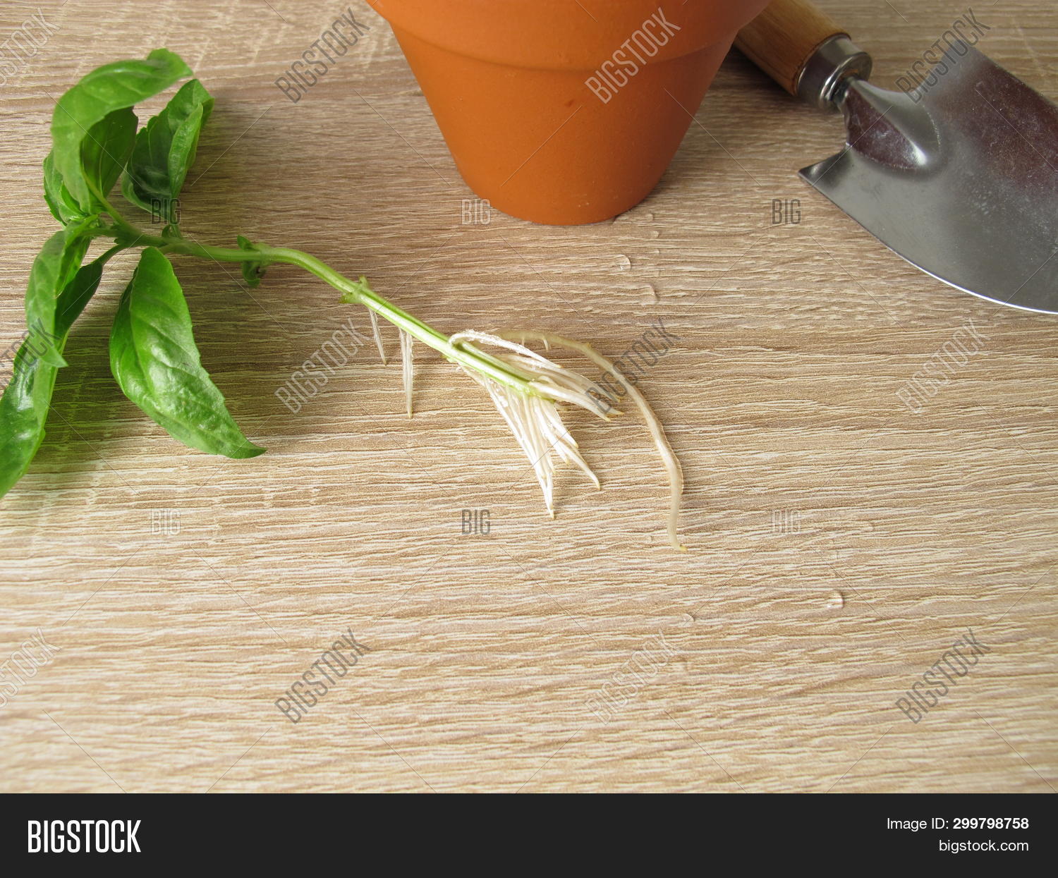 Корень базилика. Корень базилика. Корни базилика. Корни базилика. Базилик пикировка рассады.